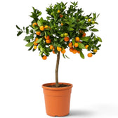 Großer Calamondinbaum im Topf mit dichtem, glänzendem Laub und kleinen orangefarbenen Zitrusfrüchten