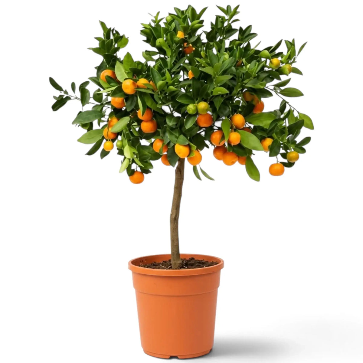 Großer Calamondinbaum im Topf mit dichtem, glänzendem Laub und kleinen orangefarbenen Zitrusfrüchten