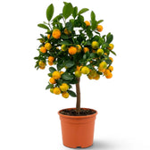 Großer Calamondinbaum (Citrus × microcarpa) mit belaubter Krone und orangefarbenen Früchten