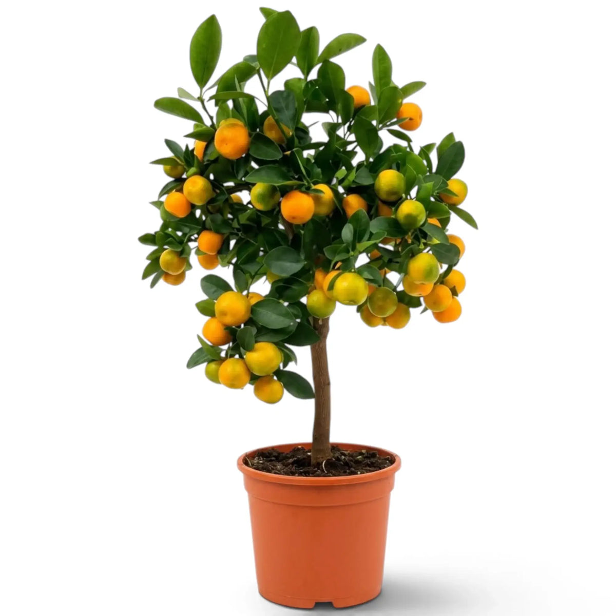 Großer Calamondinbaum (Citrus × microcarpa) mit belaubter Krone und orangefarbenen Früchten