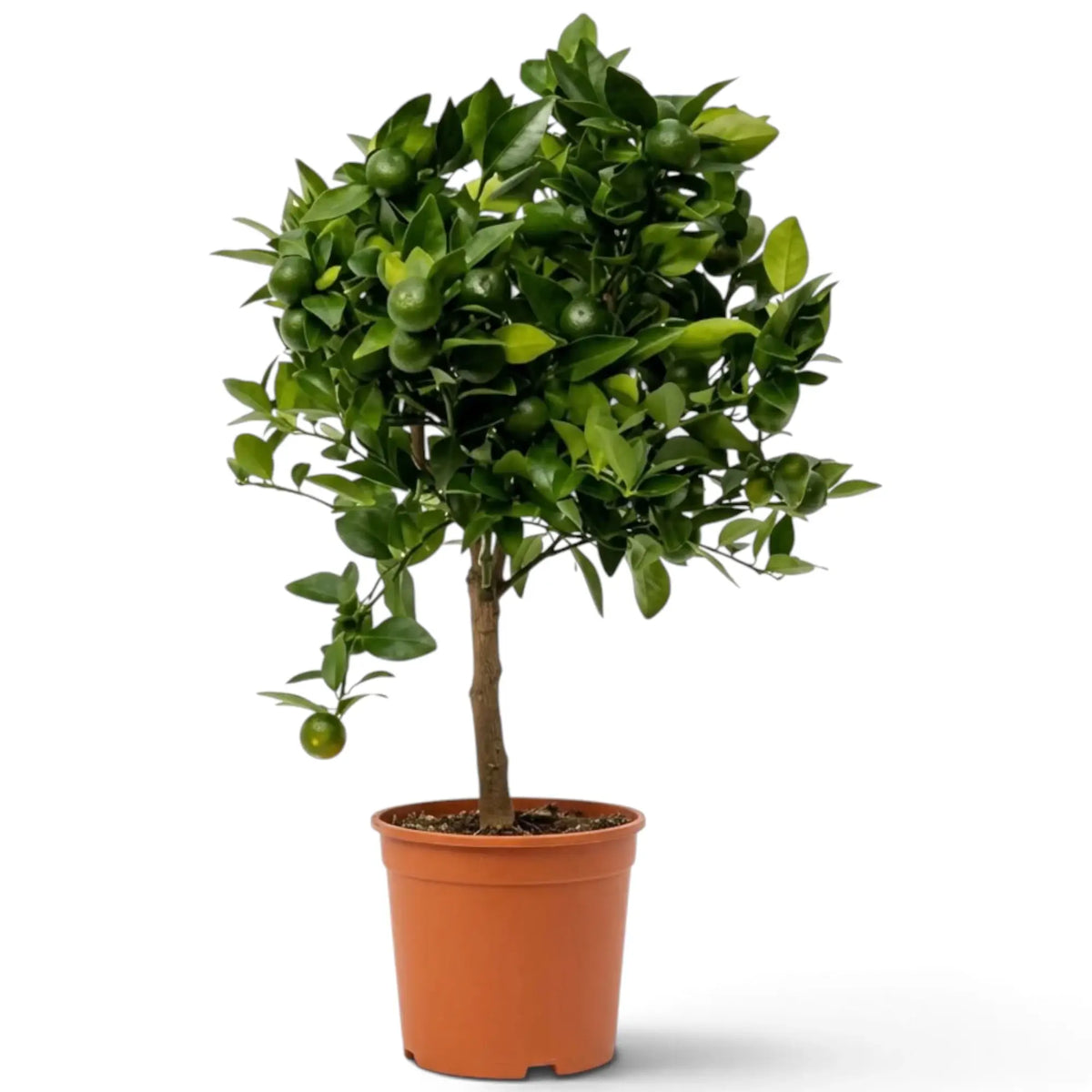 Große Calamondin (Citrus × microcarpa) mit breiter grüner Krone und orangefarbenen Früchten