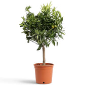 Großer Calamondinbaum im Topf mit dichter grüner Krone und orangefarbenen Früchten zwischen den Zweigen