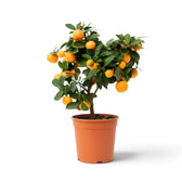 Mittelgroßer Calamondinbaum (Citrus × microcarpa) mit dichtem grünem Laub und orangefarbenen Früchten im Kulturtopf