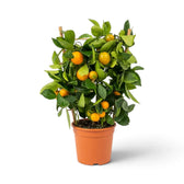 Mittelgroße Calamondin (Citrus × microcarpa) im Topf mit rundlicher grüner Krone und orangefarbenen Früchten