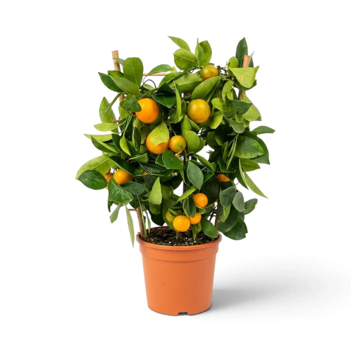 Mittelgroße Calamondin (Citrus × microcarpa) im Topf mit rundlicher grüner Krone und orangefarbenen Früchten