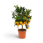 Mittelgroße Calamondin (Citrus × microcarpa) mit kompakter Krone, glänzenden Blättern und Früchten