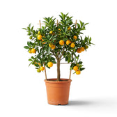 Mittelgroße Calamondin (Citrus × microcarpa) mit dichtem grünem Laub und orangefarbenen Früchten