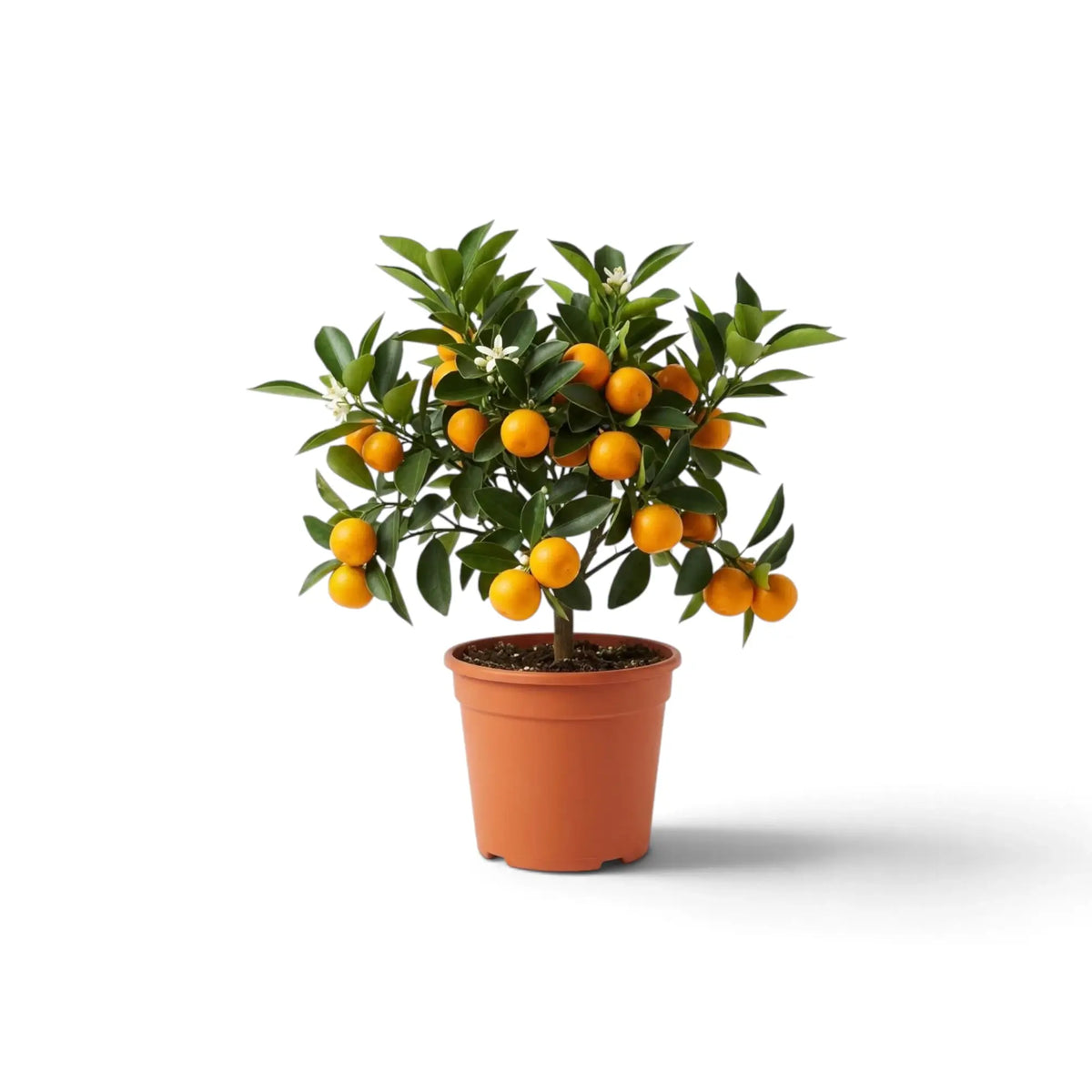 Kleiner Calamondinbaum (Citrus × microcarpa) mit glänzenden Blättern und orangefarbenen Früchten im Kulturtopf