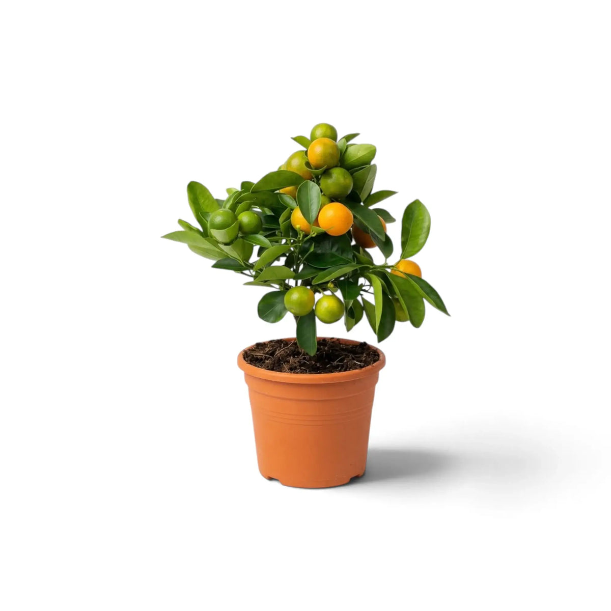 Kleiner Calamondinbaum (Citrus × microcarpa) im Topf mit kompakter Krone aus grünem Laub und orangefarbenen Früchten