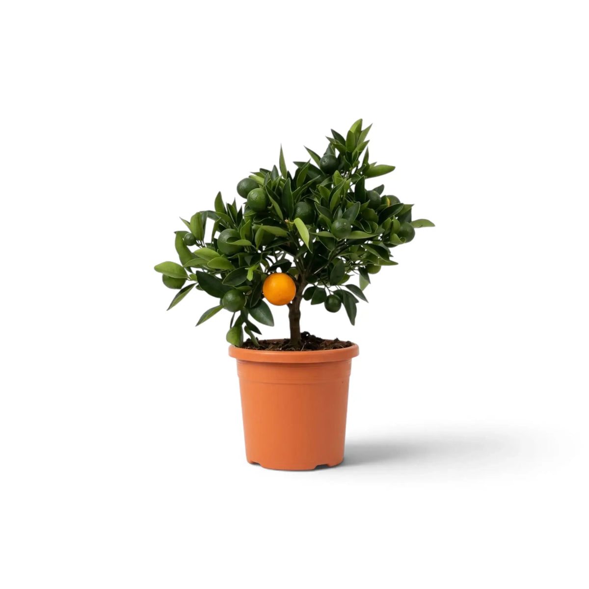 Kleine Calamondin (Citrus × microcarpa) mit dichtem grünem Laub und kleinen Zitrusfrüchten