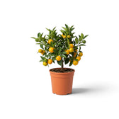 Kleine Calamondin (Citrus × microcarpa) mit glänzend grünen Blättern und orangefarbenen Früchten