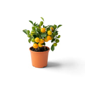 Kleiner Calamondinbaum im Topf mit kompakter grüner Krone und orangefarbenen Früchten