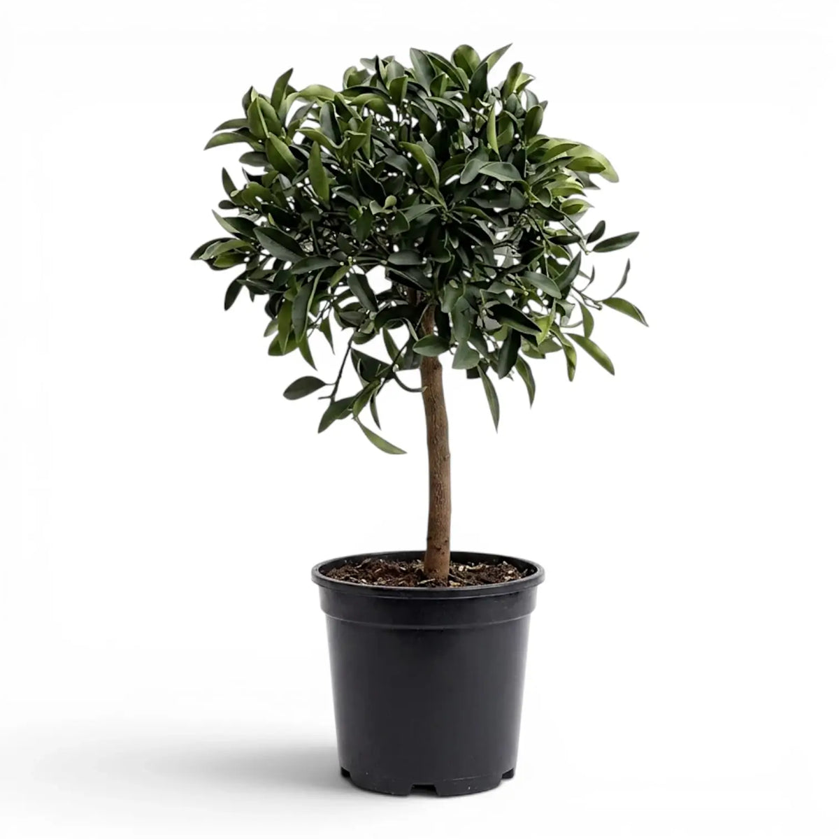 Citrus japonica kumquat large plant in a nursery pot.