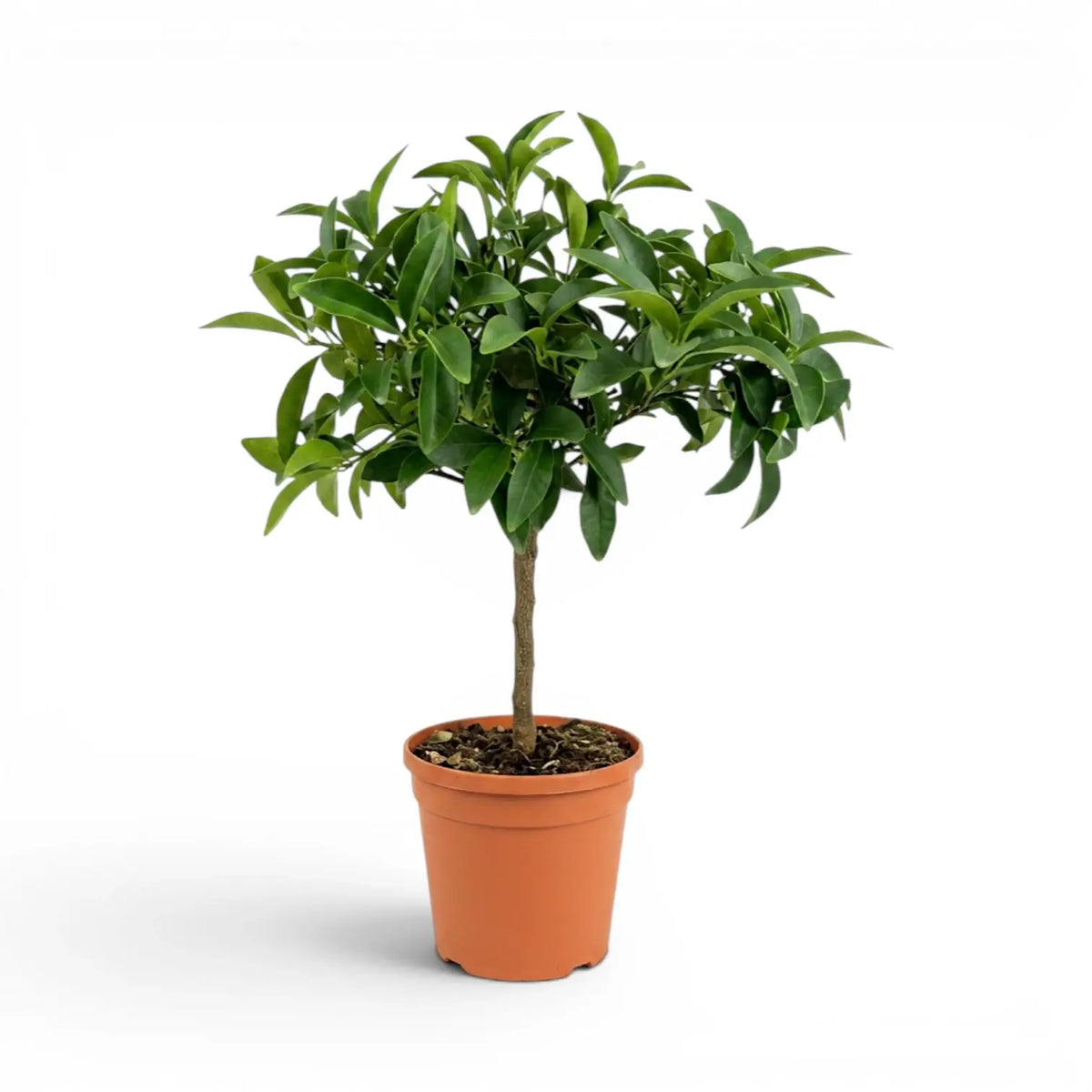 Citrus japonica kumquat medium plant in a nursery pot.