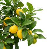 Close-up of Citrus × limon lemon foliage and fruit among glossy green leaves