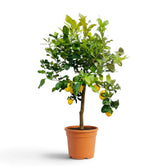 Large Citrus × limon lemon tree with a broad leafy crown and hanging lemons in a nursery pot