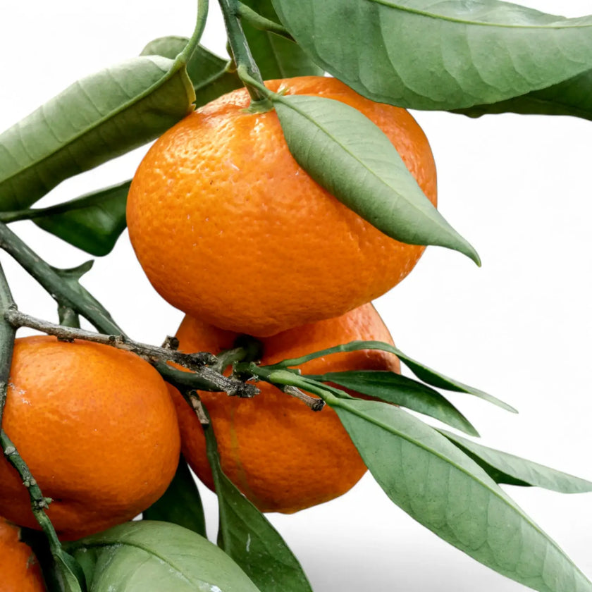 Nahaufnahme eines Blatts von Citrus mandarin (Citrus reticulata) vor weißem Hintergrund.