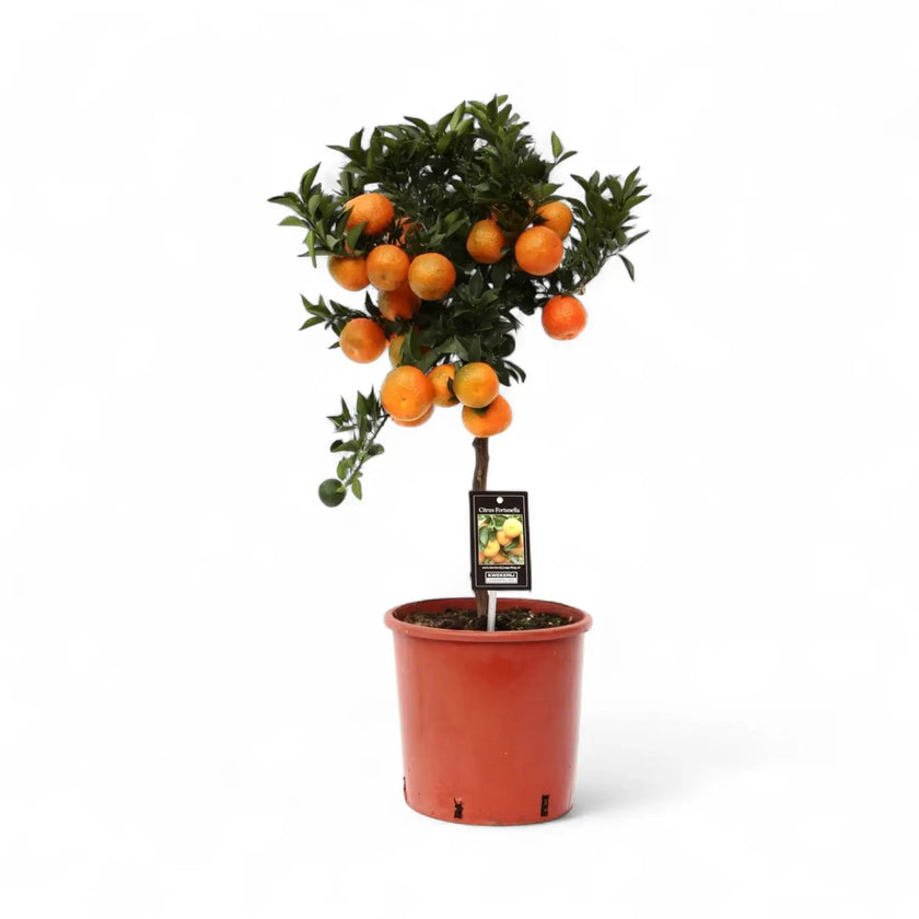 Citrus mandarin (Citrus reticulata) – Zimmerpflanze im Kulturtopf auf weißem Hintergrund, Produktfoto 2.