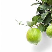 Citrus maxima (Pomelo) – Blattdetail vor weißem Hintergrund..
