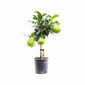 Citrus maxima (Pomelo) – Zimmerpflanze im Kulturtopf auf weißem Hintergrund, Produktfoto 3.