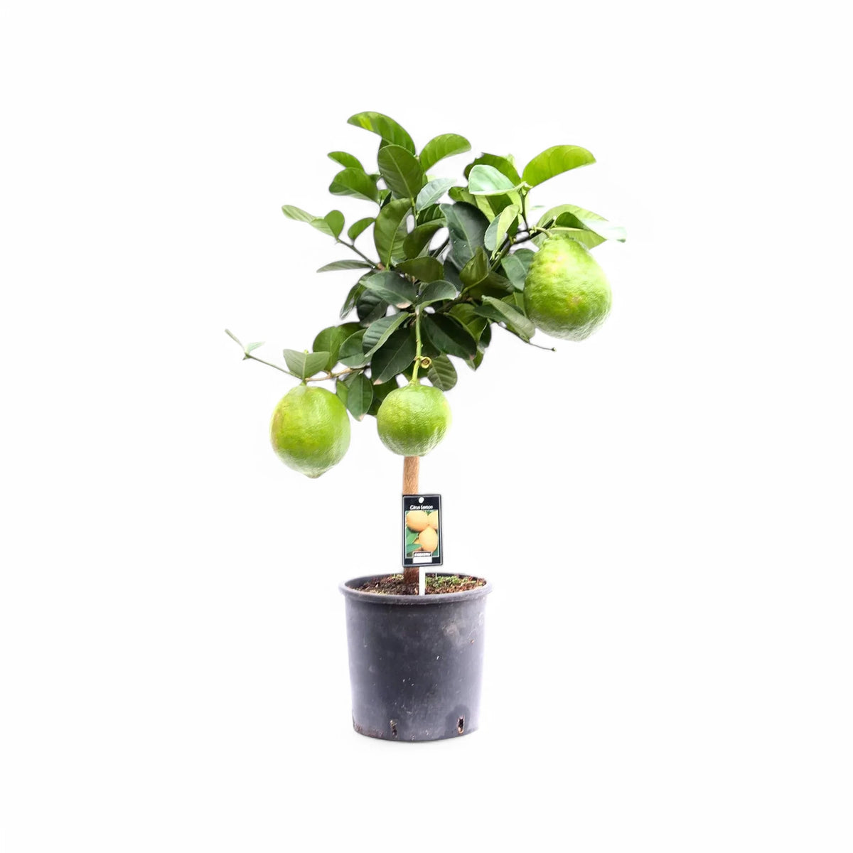Citrus maxima (Pomelo) – Zimmerpflanze im Kulturtopf auf weißem Hintergrund, Produktfoto 3.