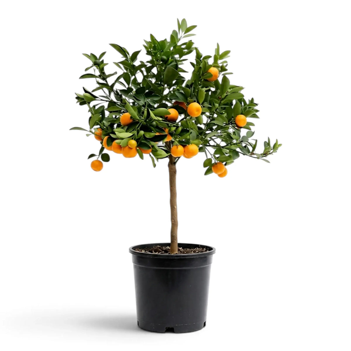 Großer Calamondin-Zitrusbaum mit breiter, dicht mit Früchten besetzter Krone im schwarzen Kulturtopf