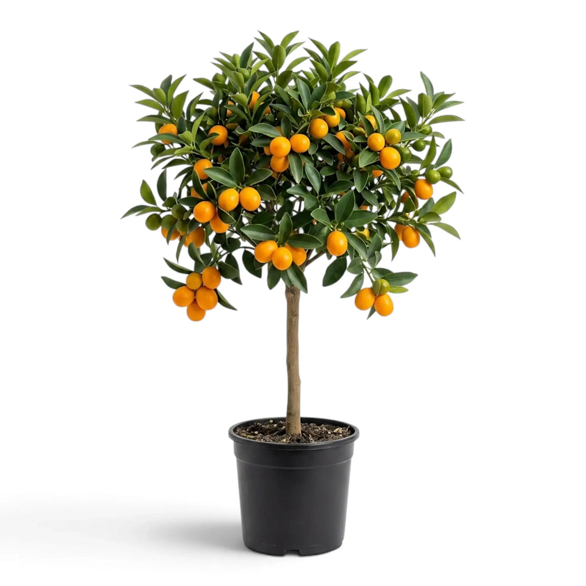 Großer Calamondin-Zitrusbaum voller reifer orangefarbener Früchte, von vorn