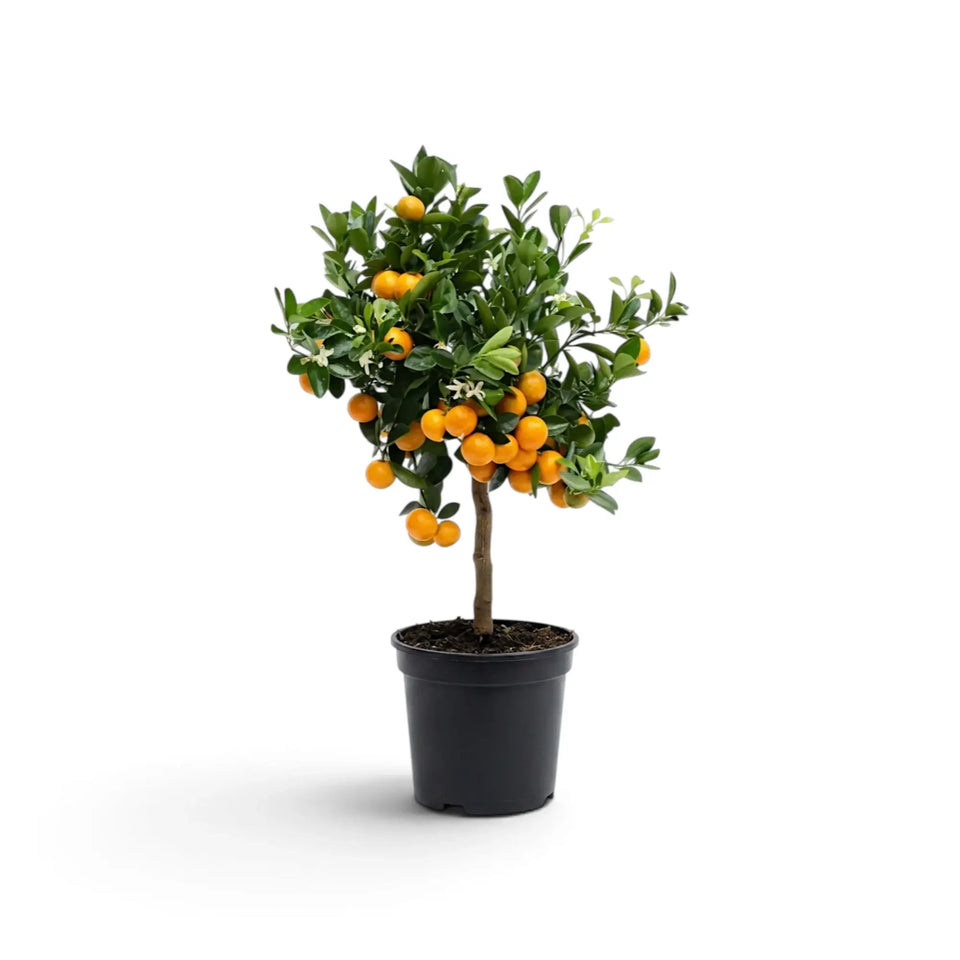 Medium calamondin citrus tree with a dense crop of orange fruit