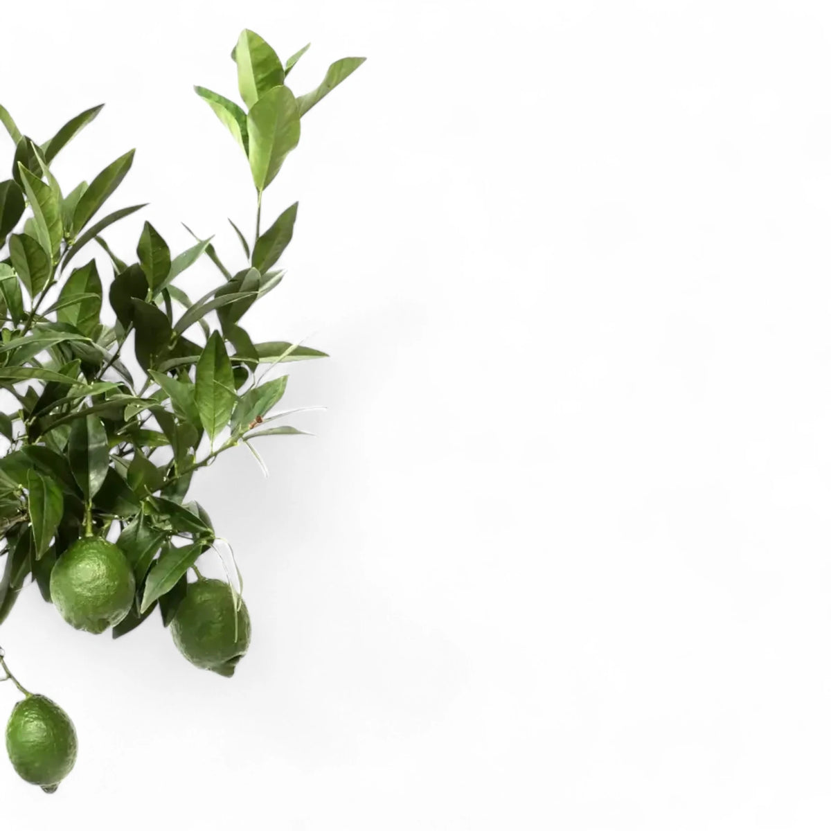 Nahaufnahme eines Blatts von Citrus × aurantiifolia 'Green Lime' vor weißem Hintergrund.