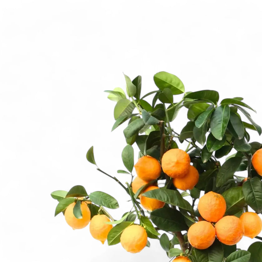 Citrus × aurantiifolia 'Red Lime' – Blattdetail vor weißem Hintergrund..