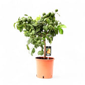 Citrus × aurantiifolia 'Red Lime' Zimmerpflanze im Anzuchttopf vor weißem Hintergrund, Produktfoto 2.