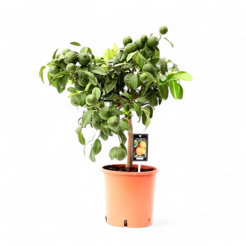 Citrus × aurantiifolia 'Red Lime' Zimmerpflanze im Anzuchttopf vor weißem Hintergrund, Produktfoto 2.