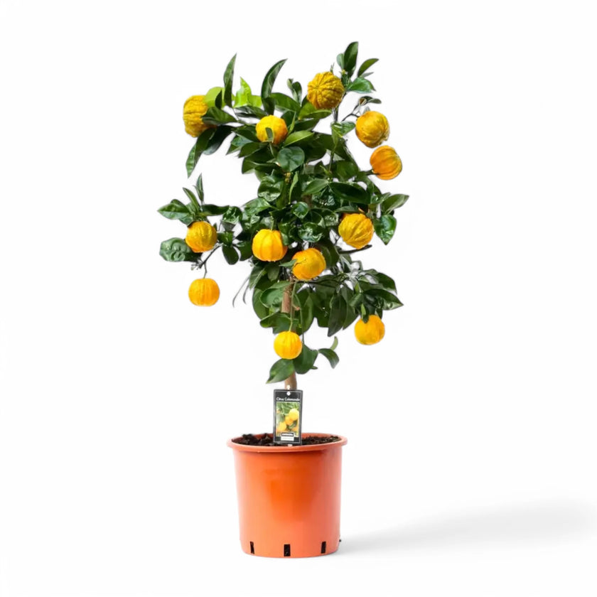 Citrus × aurantium 'Canaliculata' Zimmerpflanze im Anzuchttopf vor weißem Hintergrund, Produktfoto 2.