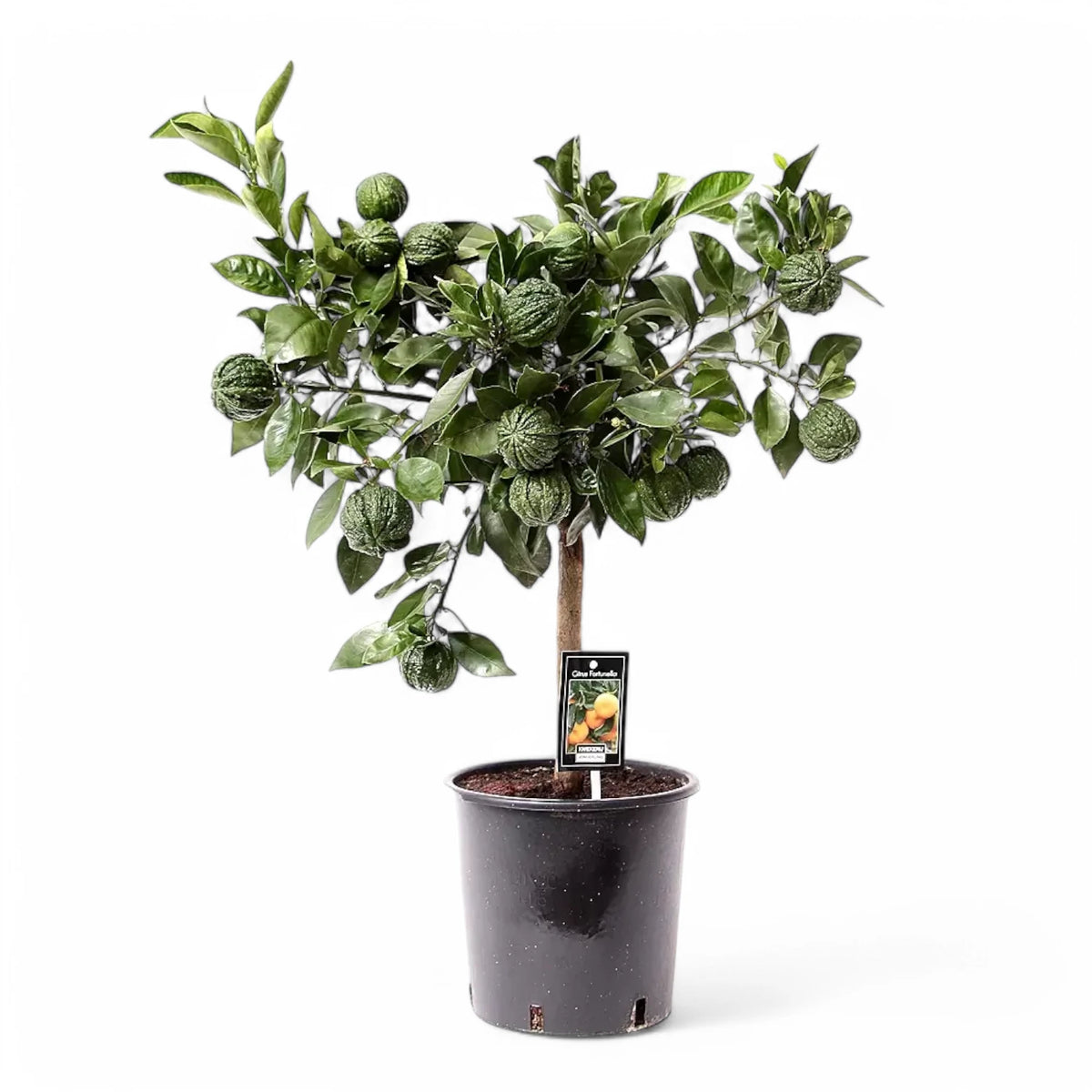 Citrus × aurantium 'Canaliculata' Zimmerpflanze im Anzuchttopf vor weißem Hintergrund, Produktfoto 3.