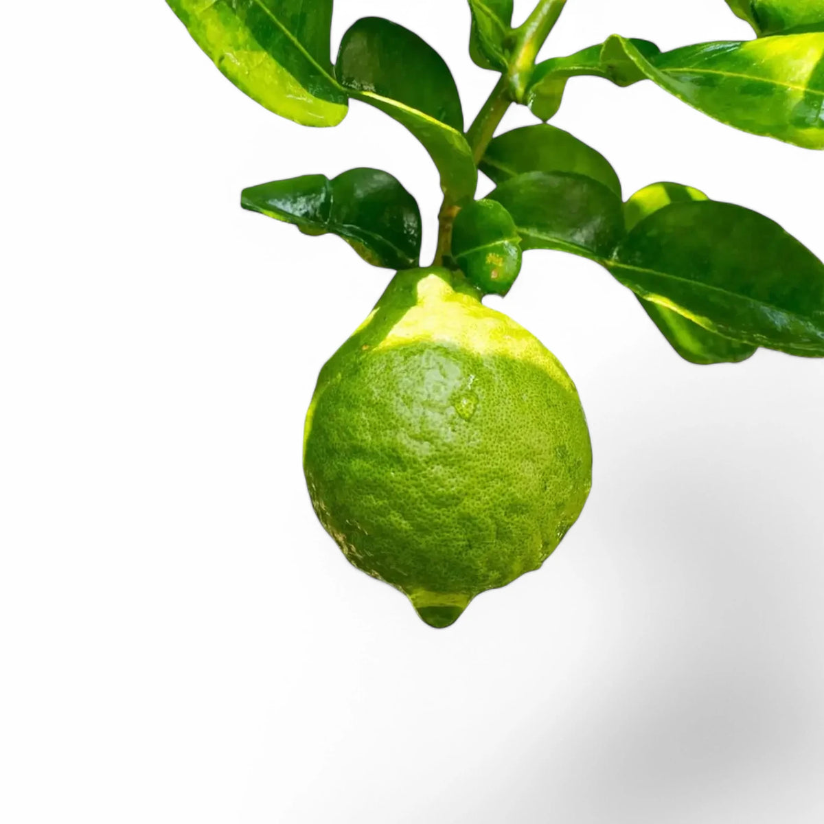 Citrus x bergamia - Bergamot Orange – Blattdetail vor weißem Hintergrund..