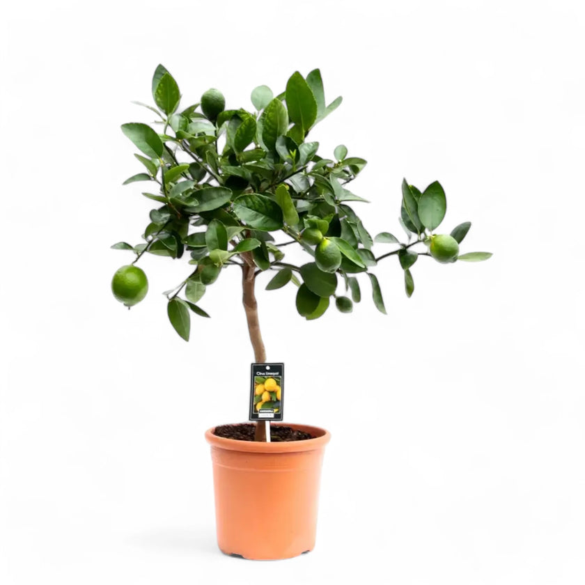 Citrus × latifolia 'Lime' – Zimmerpflanze im Kulturtopf auf weißem Hintergrund, Produktfoto 2.