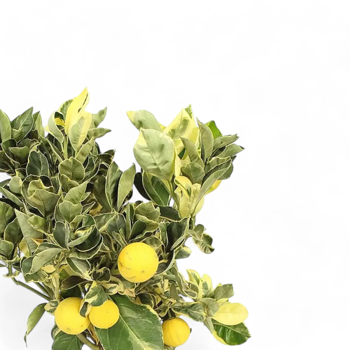 Citrus × limon variegata – Blattdetail vor weißem Hintergrund..