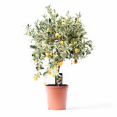 Citrus × limon variegata – Zimmerpflanze im Kulturtopf auf weißem Hintergrund, Produktfoto 3.