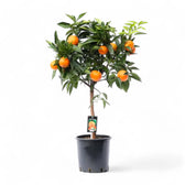 Citrus × sinensis 'Orange' potted plant in nursery pot on white background.