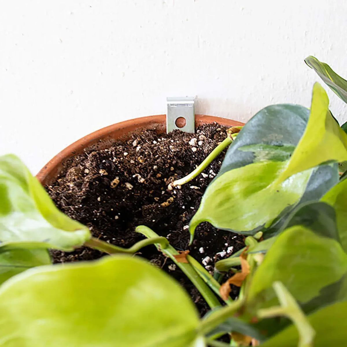 Clippy - Wall mounting Kit for 5 Plant Pots on white background.