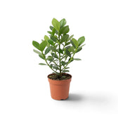 Clusia rosea ‘Princess’ with thick glossy leaves in a nursery pot