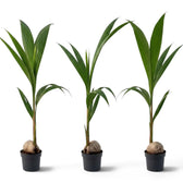 Three young Cocos nucifera palms in black pots with visible coconuts and tall green fronds