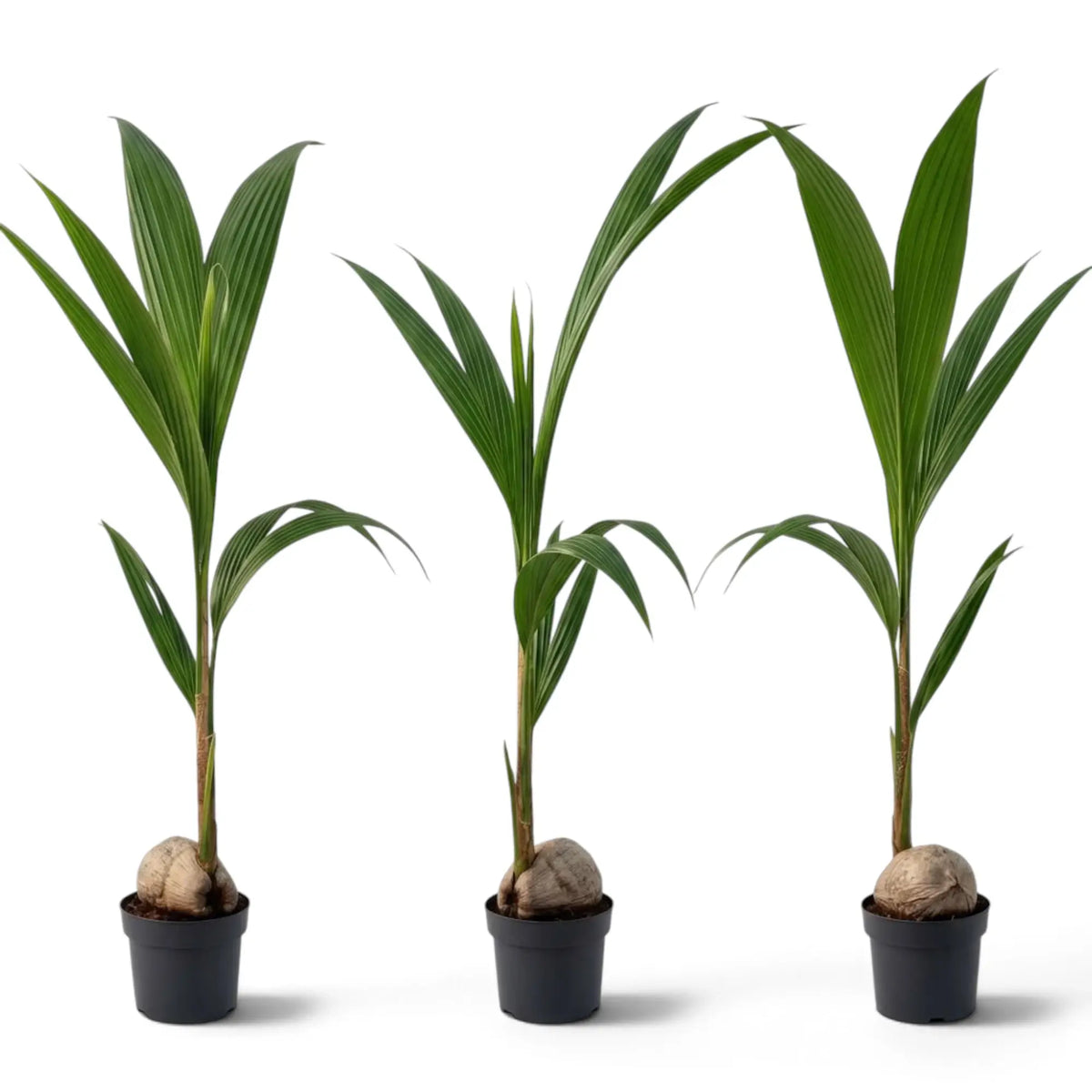 Three young Cocos nucifera palms in black pots with visible coconuts and tall green fronds