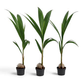 Three young Cocos nucifera palms lined up in black pots, with the tallest plant in the centre