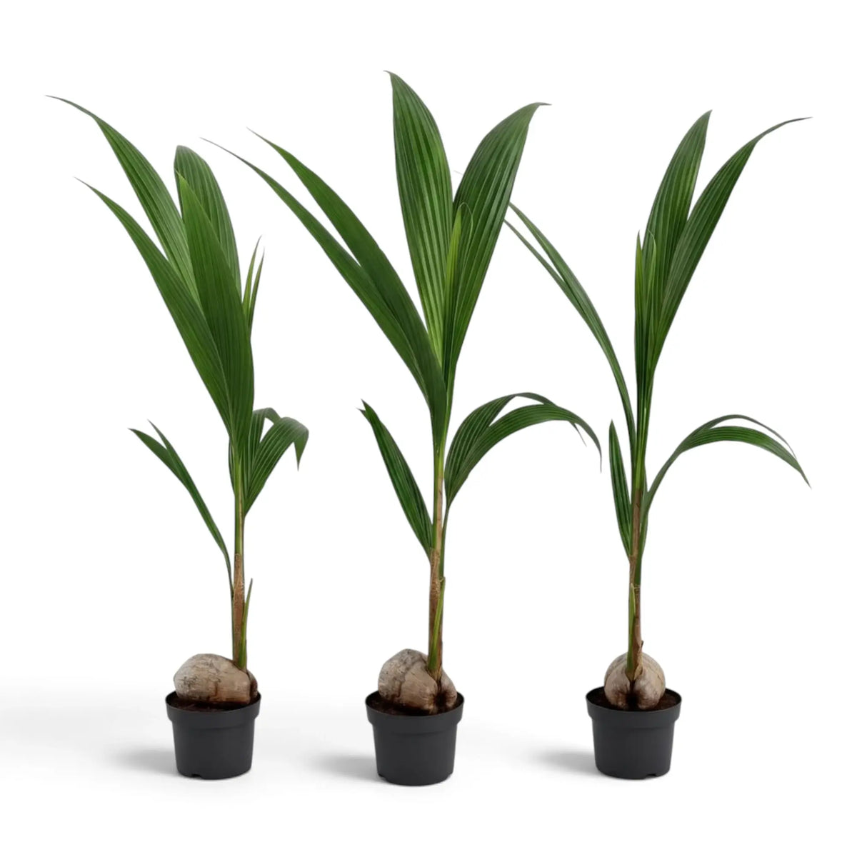 Three young Cocos nucifera palms lined up in black pots, with the tallest plant in the centre