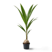 Young Cocos nucifera in a black pot with a visible coconut and tall upright green fronds