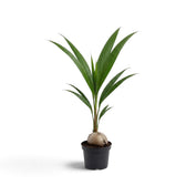 Young Cocos nucifera in a black pot with a visible coconut and a fan of green fronds