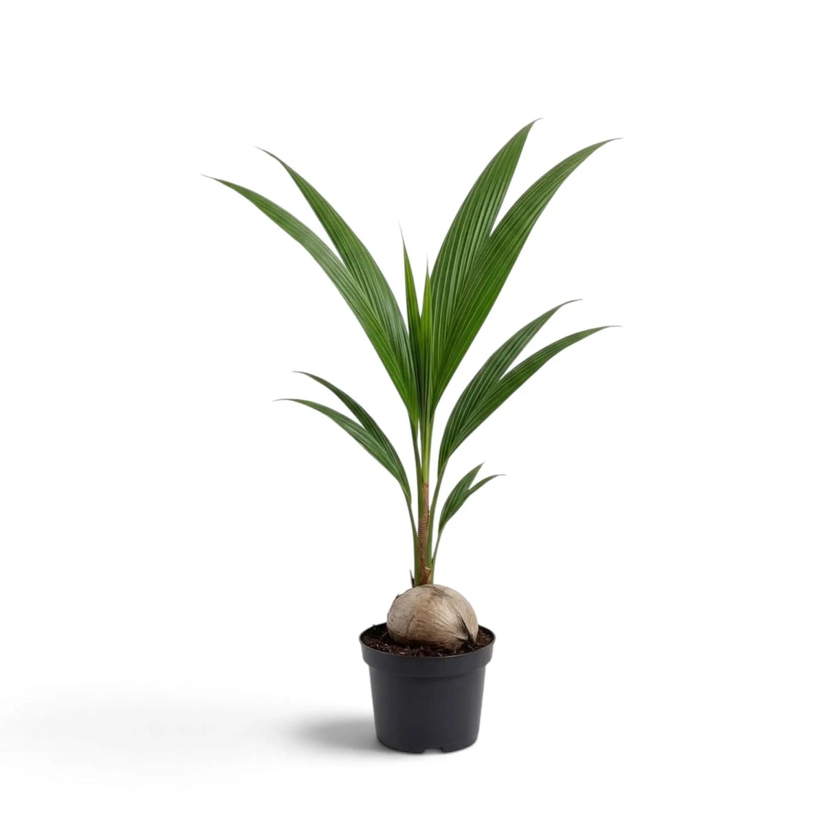 Young Cocos nucifera in a black pot with a visible coconut and a fan of green fronds