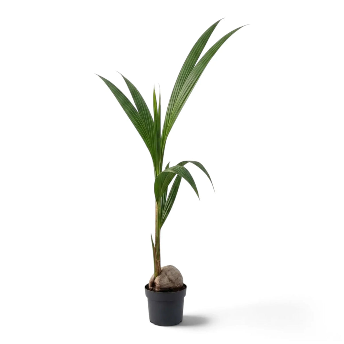 Young Cocos nucifera in a black pot with a visible coconut and two tall fronds rising to the right