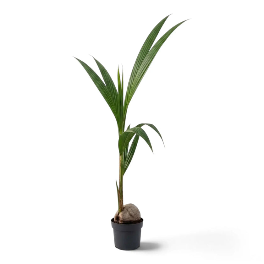 Young Cocos nucifera in a black pot with a visible coconut and two tall fronds rising to the right